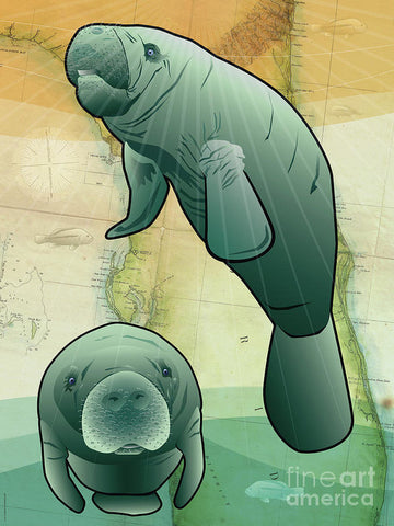 Florida Manatees - Art Print